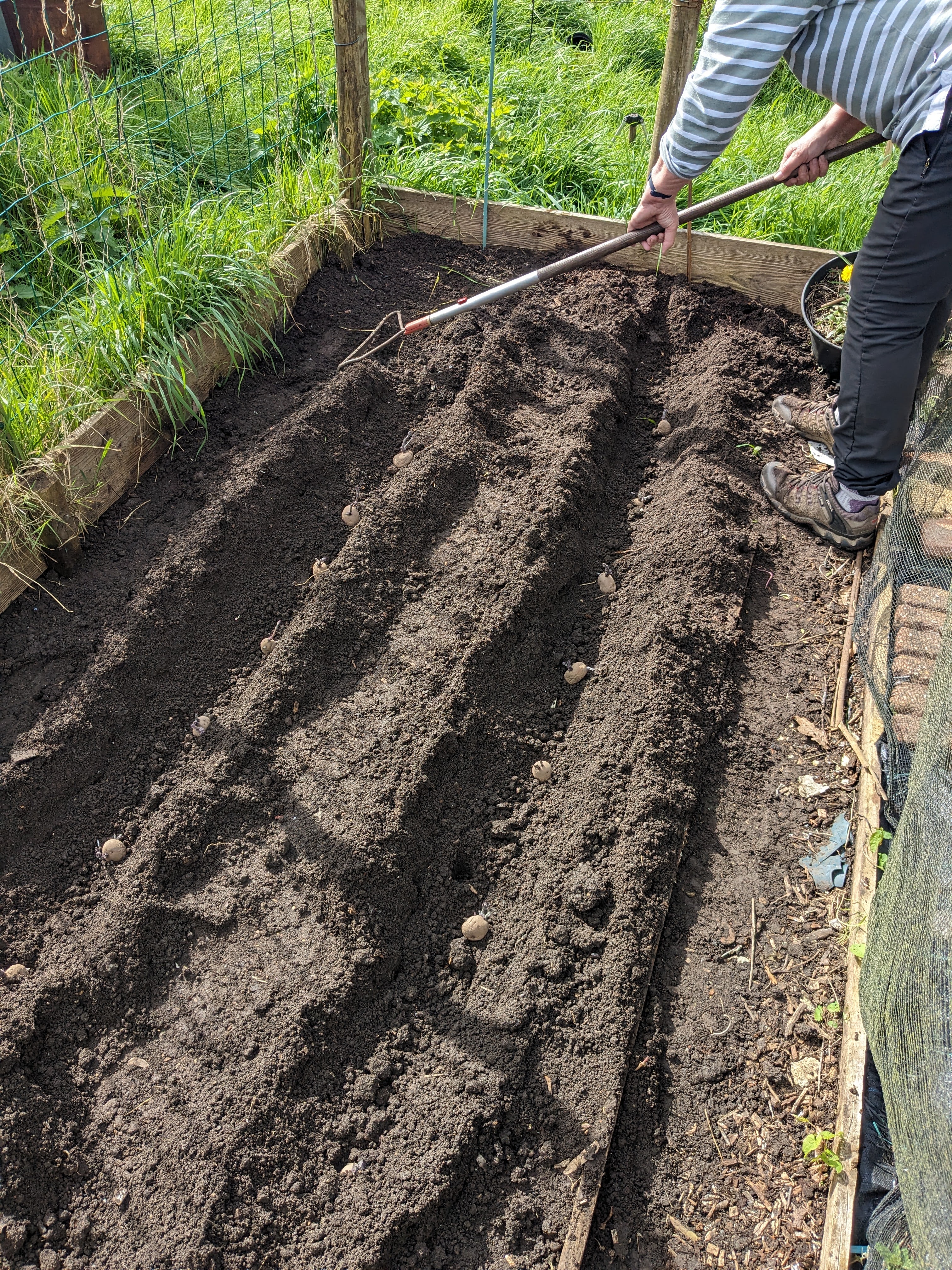 Spudding Implement Weeding The spuds are in at last – The Potwell Inn